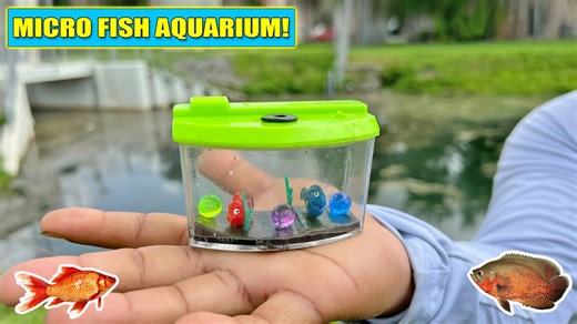 We built a micro aquarium and caught wild fish for it!