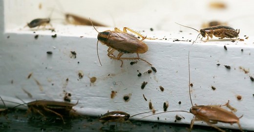 Cockroach Poop: Identifying Roach Droppings vs. Mouse Droppings (and others)