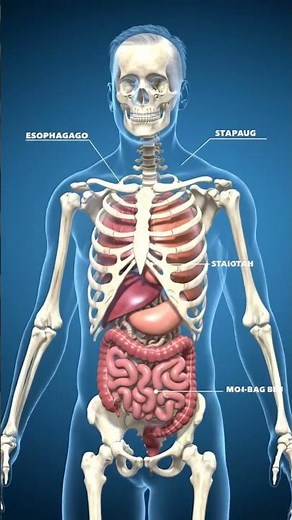 "Male Human Skeletal System in 3D | Full Bone Structure Animation Explained"