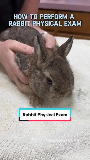 How To Perform A Rabbit Physical Exam 🐇 This video discusses how veterinarians perform a head-to-tail physical exam of rabbits, and health concerns to look out for. Common diseases include infectious diseases such as mites and E. cuniculi, syndromes such as GI stasis, and abnormalities such as dental disease and bumblefoot. Rabbits are extremely sensitive animals and knowing what signs to look out could save your rabbit’s life one day! #rabbit #rabbits #bunny #zoo #exotics #wildlife #rescue #co