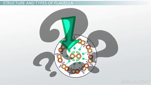 Flagella | Definition, Function & Structure