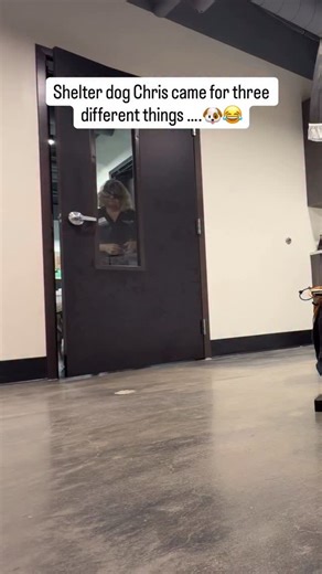 Meet Chris 🐾 He stopped by for his Second Shot photoshoot and did a great job in front of the camera, showing off his personality in his new profile pictures. Chris is a sweet pup who’s ready for a fresh start. He is still available for adoption at the Humane Society of Tampa Bay and hoping to find his forever home. Thank you to @foreverlawnoftampabay 🐾 for sponsoring Chris’s photos! Forever Lawn provides premium, pet-friendly artificial grass that’s low-maintenance, durable, and helps keep ya