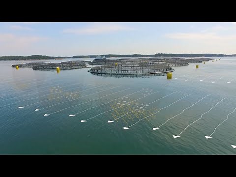 The Future of Ocean Farming: Innovations in Aquaculture