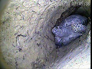 1.8K views · 71 reactions | Heritage Program Coordinator, Nicole Hodges, uses a long scope with a camera to look deep into gopher tortoise burrows. Check out what she saw in this burrow! | Mississippi Museum of Natural Science | Facebook