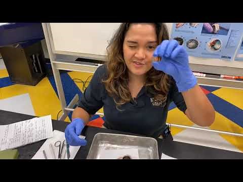 Virtual MOSI: Anatomy of the Eye - Cow's eye dissection