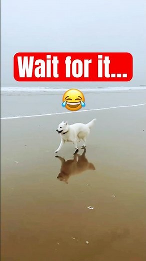 Timing Like a Pro: This Dog Is Running PERFECTLY to the Beat