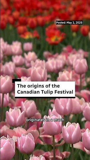 The origins of the Canadian Tulip Festival