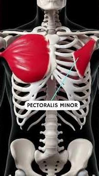 The Muscle Song #anatomia #anatomy #anatomyandphysiology #medschool #muscleandmotion #muscle #body