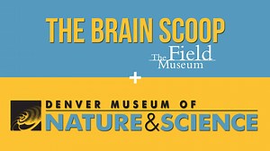 3.2K views · 141 reactions | Dr. Paula Cushing of the Denver Museum of Nature & Science is back with a quick lesson on arachnids! Want to learn more about her work studying 'camel spiders'? Check out our latest video! --> https://youtu.be/4a9o6j0S570 | The Brain Scoop | Facebook