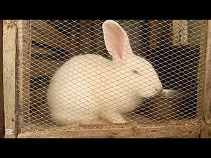 How to Take Care of a Rabbit 🐇 | Complete Beginner’s Guide to Rabbit Care