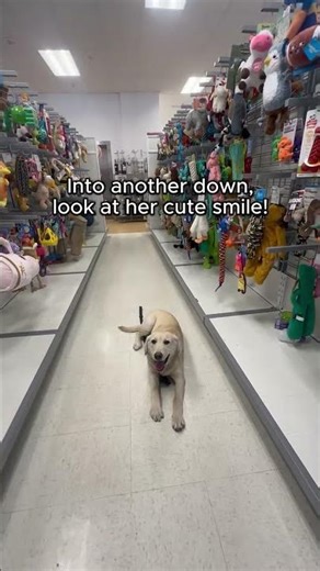 Service Dog in Training | Yellow Lab Puppy Poppy's Public Access Training