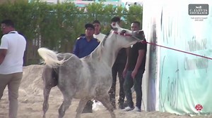 8.9K views · 333 reactions | The North Coast AHC 2025 Fillies 3 Years Old (Class 3) 1 st place for N 31 MONALIZA OMAR with a total score of 91.40! Birth: 01/05/2022 Color: Grey Sire: LAHEQ EL KUWAIT Dam: NONA OMAR Breeder: Omar Owner: Omar Don't miss one second of The North Coast Arabian Horse Championship 2025! Download the app or click the link: https://www.arabianessence.tv/events/the-north-coast-ahc-2025/953/ | Arabian Essence di Elvis Giughera | Facebook
