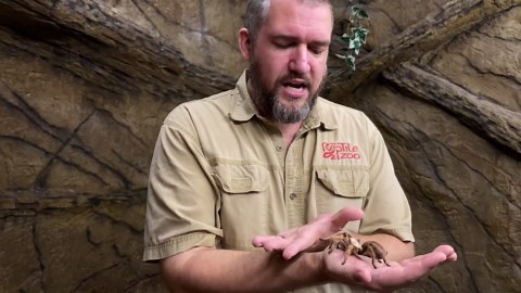 Creature feature: The Arizona Blonde Tarantula