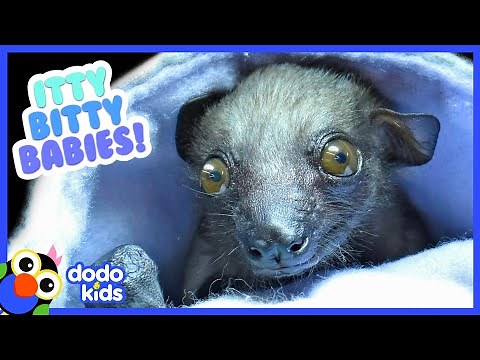 The Tiniest, Most Adorable Baby Animals Ever | 30 Minutes of Animal Videos | Dodo Kids