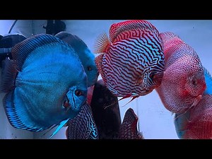 The Best Champion Discus Fish In The World | Beautiful Queen of Aquarium