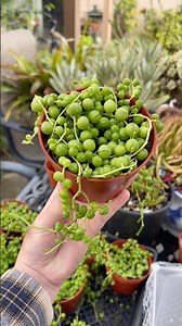 Propagating String of Pearls For Beginners