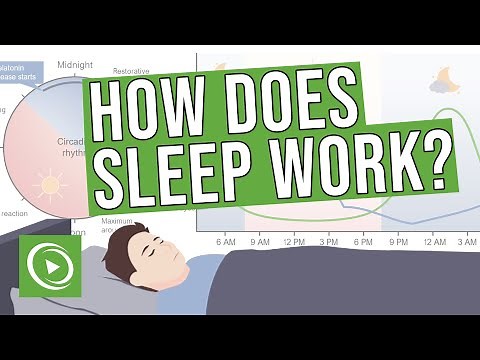 How does sleep work? - Introduction, Physiology, EEG, Circadian Rhythm & Stages of Sleep