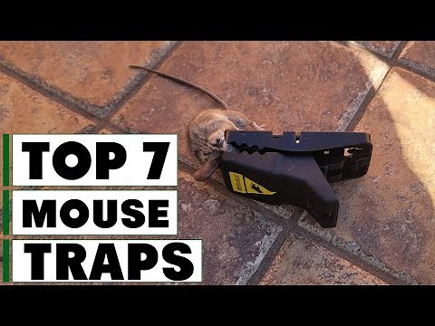 7 Best Mouse Traps for Effective Rodent Control