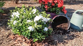 Planting Encore Azaleas: Step-by-Step Guide | Encore Azalea