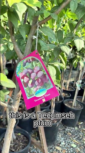 Learn about Plum Trees from Ted!