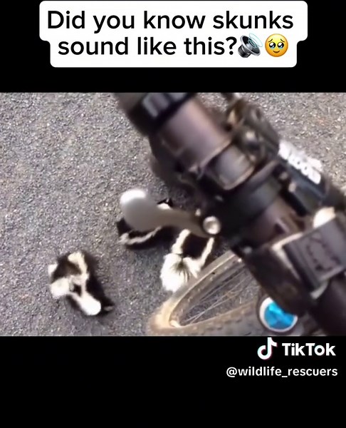 Wildlife_Rescuers on TikTok