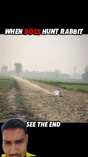 🐇 When 🐇 Dogs 🐇 Hunt 🐇 Rabbit 🐇#hunt #rabbit #shots #dog