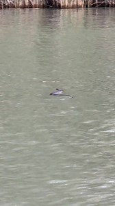 43K views · 297 reactions | Wow!  Have you ever seen a snake swim?  This footage was taken at Walker Flat on the Murray River. Be mindful of snakes as the weather heats up in South Australia. : Brittany Evins #abcmyvideo | ABC Adelaide | Facebook