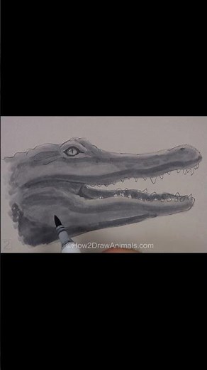 Alligator Sketch (Pen and Markers)