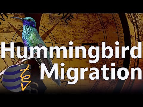 Tiny Migrants, Epic Journeys | The Science of Hummingbird Migration