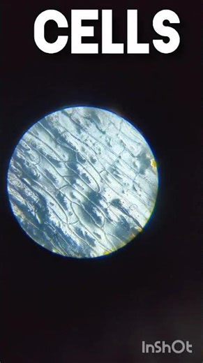 You Won’t Believe What Onion Cells Look Like Under a Microscope! #biology #microscope #sciencefacts