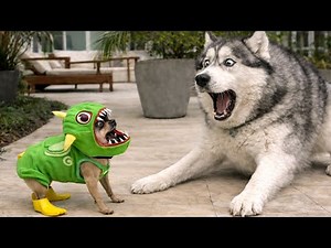 Funniest Dog Pranks & Surprised Reactions 😱 Best Funny Pet Moments 2026