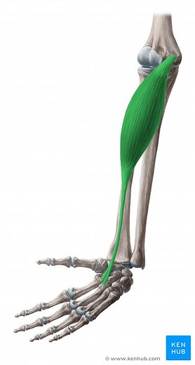 Eccentric muscle contraction