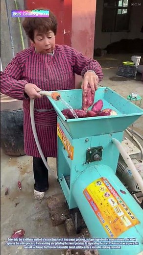 Harvesting Starch: The Process of Making Sweet Potato Starch
