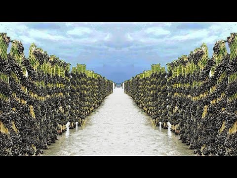POPULAR GREEN MUSSEL CULTIVATION WITH MODERN TECHNOLOGY - MUSSEL FARMING