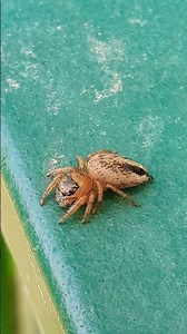 the smallest spider #naturallife #bug #insects #spider