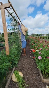 String Beans 🫘🫘 #ASMR #harvest #garden #farming #healthyliving #vegetables | Kabsat