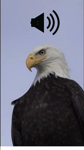 Bald Eagle Sound effects
