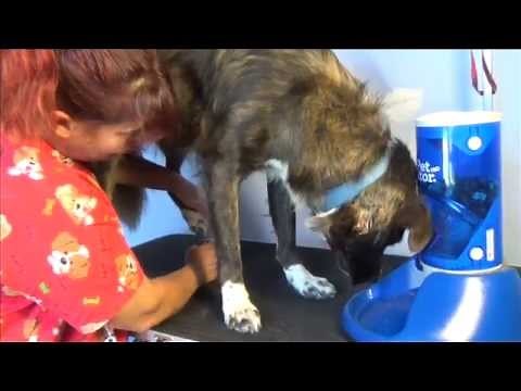 The stress free solution to dog nail trimming