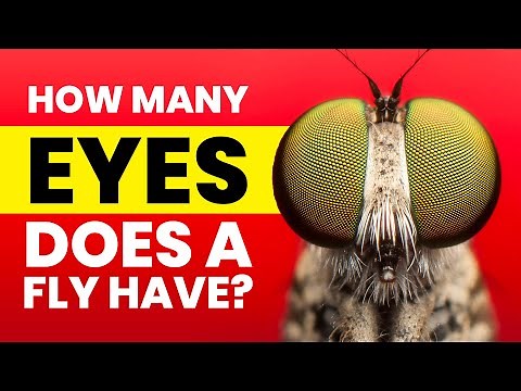 How Many Eyes Does a Fly Have?