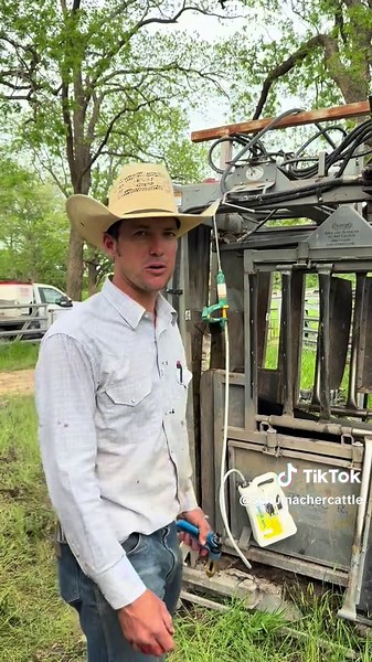 Spring Cattle Work: Ensuring Herd Health on Ranches