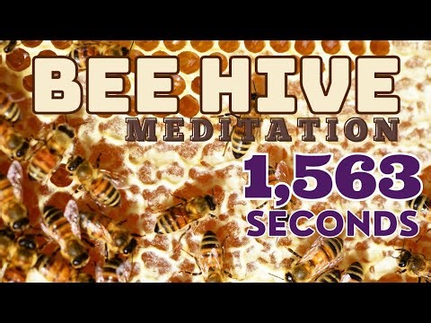 Bee Hive Meditation | 432 Hz | 528 Hz | Moon | Pineal Gland Healing