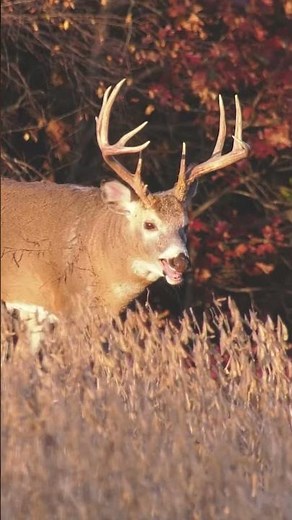 The Newly Designed NAP Killzone RX is Deadly!