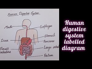 How to draw human digestive System labelled diagram step by step//Human Digestive System📚