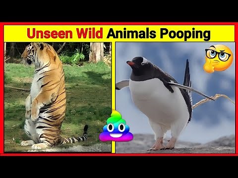 Wild Animals pooping compilation | Animals pooping #facts