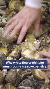 Here's why white flower shiitake mushrooms are so expensive. #shiitake #mushroom #japan | Business Insider