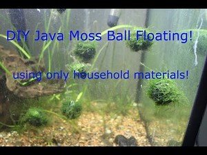 DIY Java Moss ball floating!