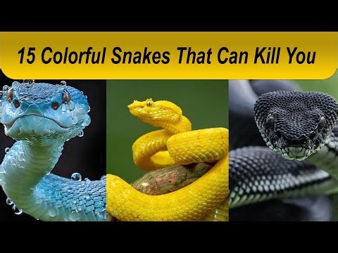15 Colorful Snakes That Can Kill You