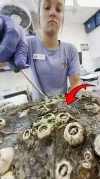 Barnacle Removal Reveals the Truth About This Sea Turtle 🐢💔 #turtle #sea #barnacles #rescue #shorts