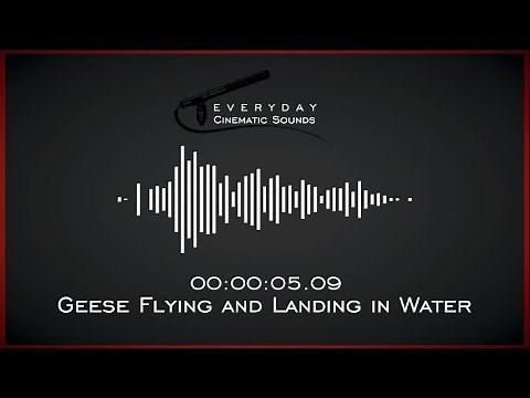 Geese Flying and Landing in Water | HQ Sound Effect