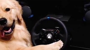 8.3K views · 148 reactions | Introducing the K923: The First Racing Wheel for Dogs  CHEWFORCE technology fetches in-game data for enhanced gameplay  Brings the checkered flag with a checkered wag  Developed in partnership with dogs everywhere  Unleash the power of the K923  | Logitech G | Facebook